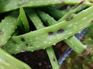 Aloe vera leaves