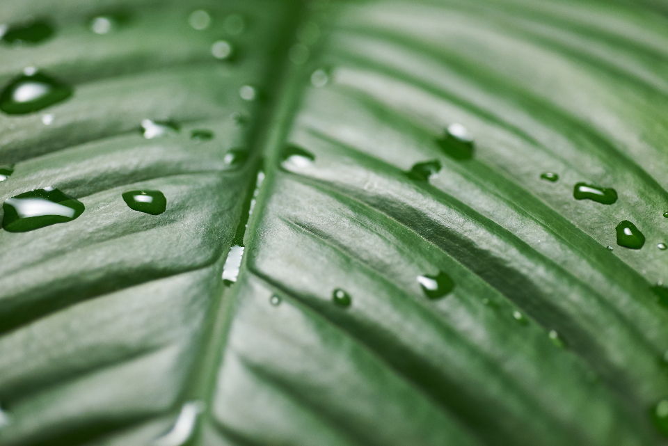 Green leaf with water droplets