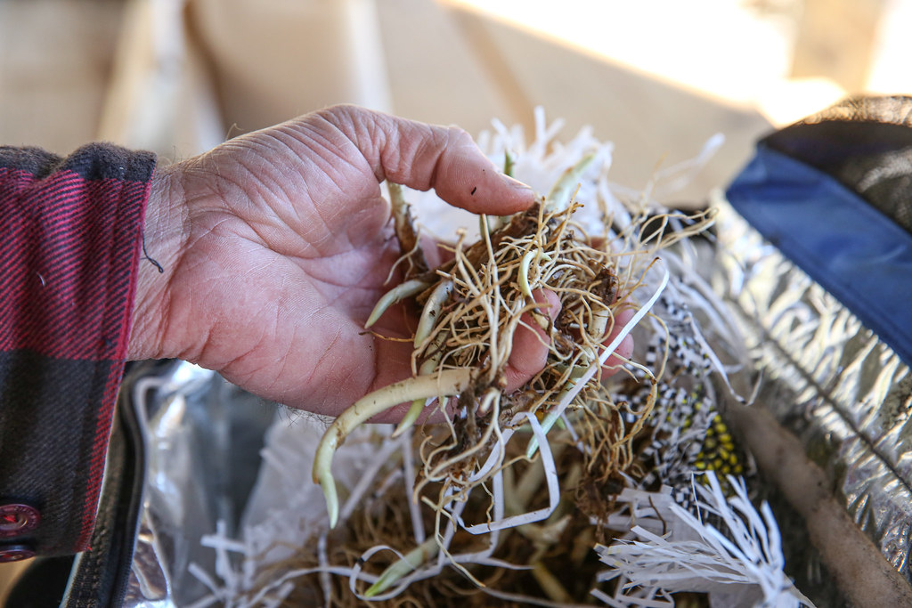 Hands holding dried herbal roots